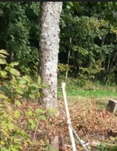 tilleul pour sculpture